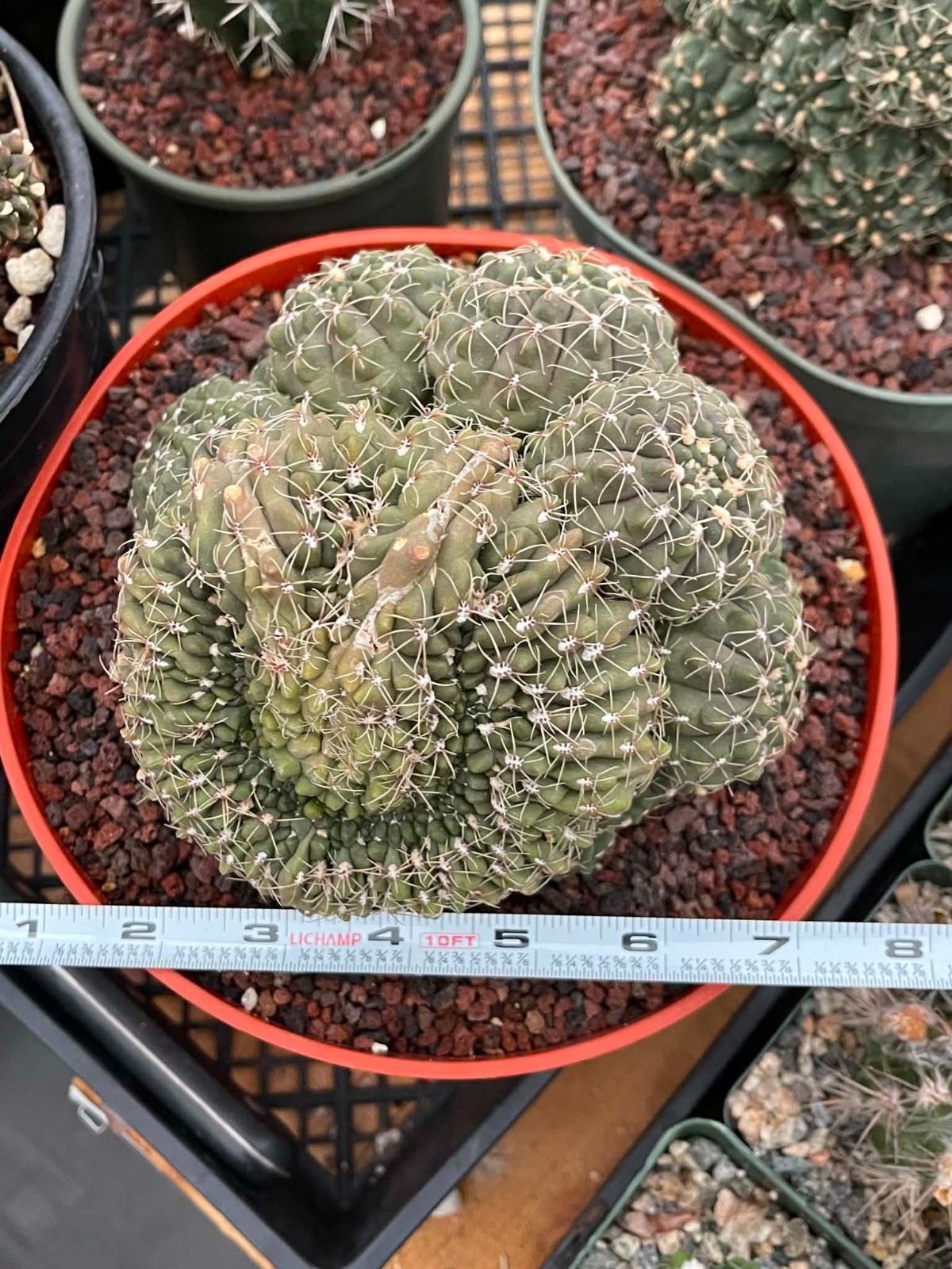 Gymnocalycium Baldianum Crested and Cluster | Live Cactus Live Plant