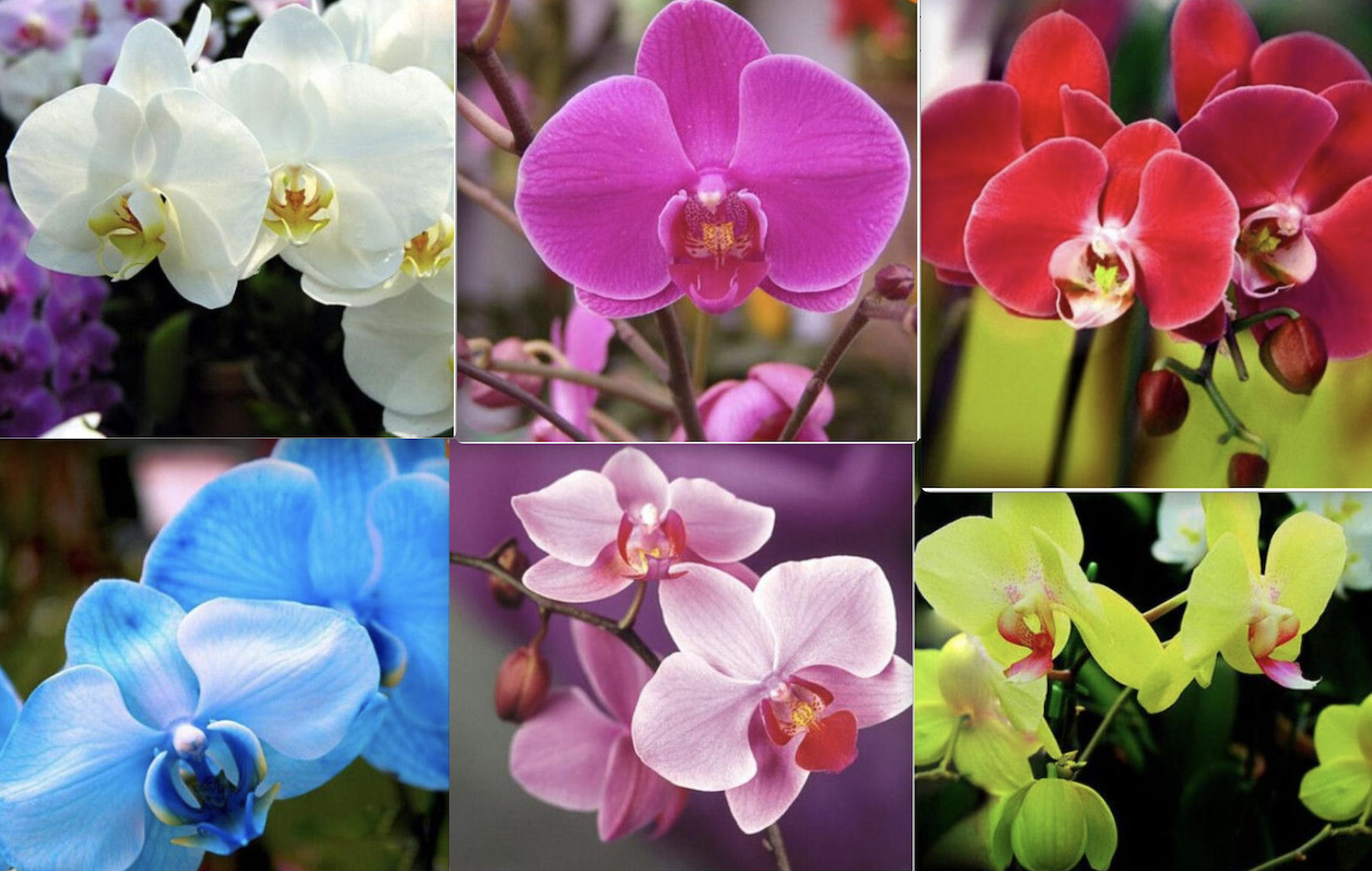 20 SEED PACK for Germination of Exotic ORCHID rare house plant flower garden