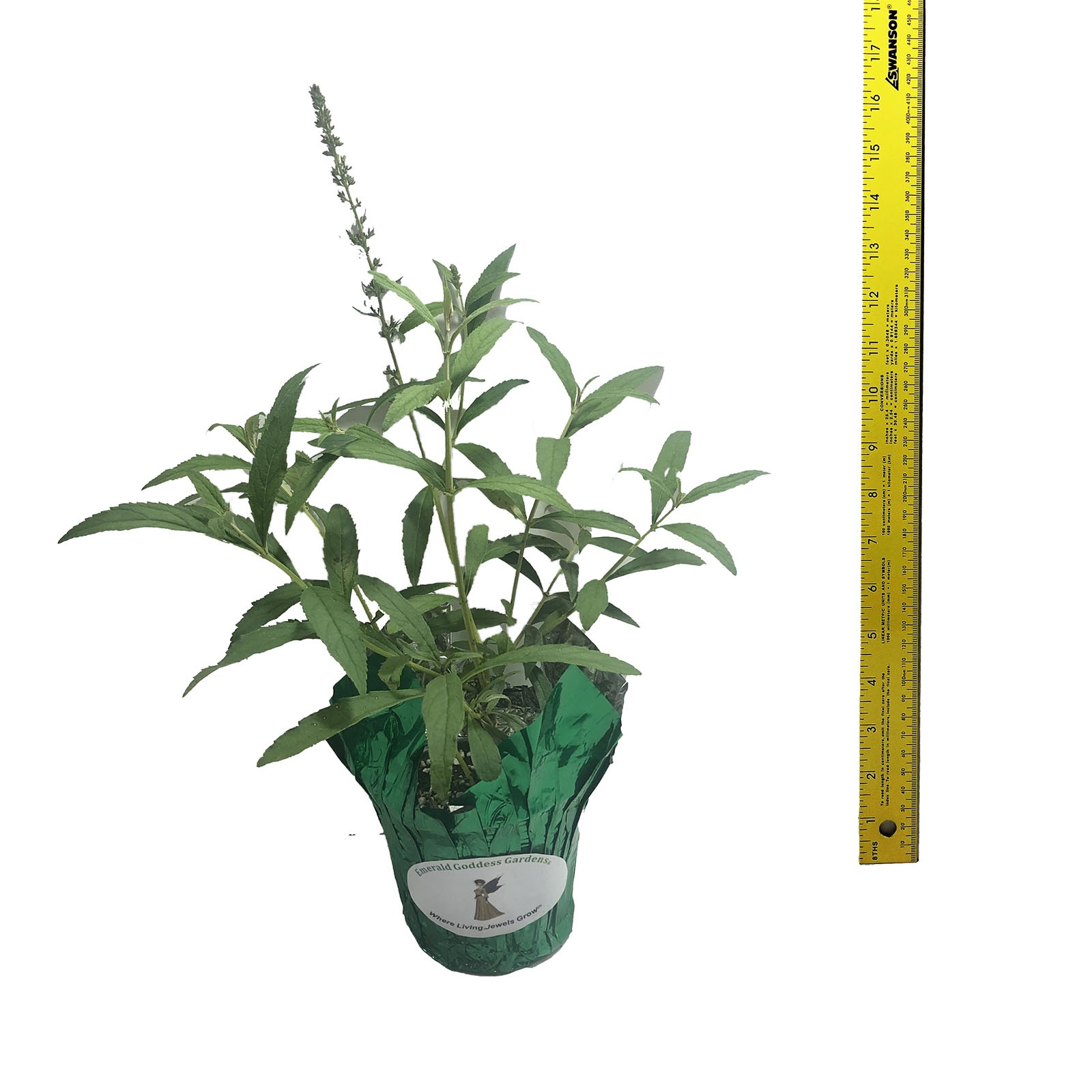 Buddleia Non-Invasive Yellow Honeycomb Butterfly Bush Summer Lilac Fragrant