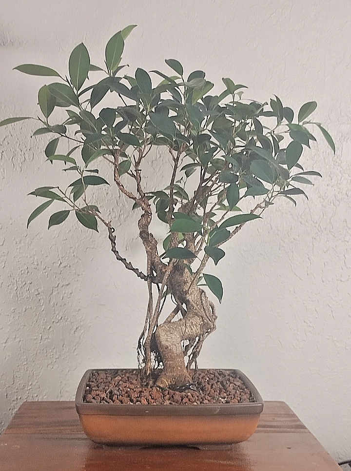 Ficus Bonsai Tree – Thick Trunk & Aerial Roots 17″ Tall Tiger Bark Ficus Bonsai