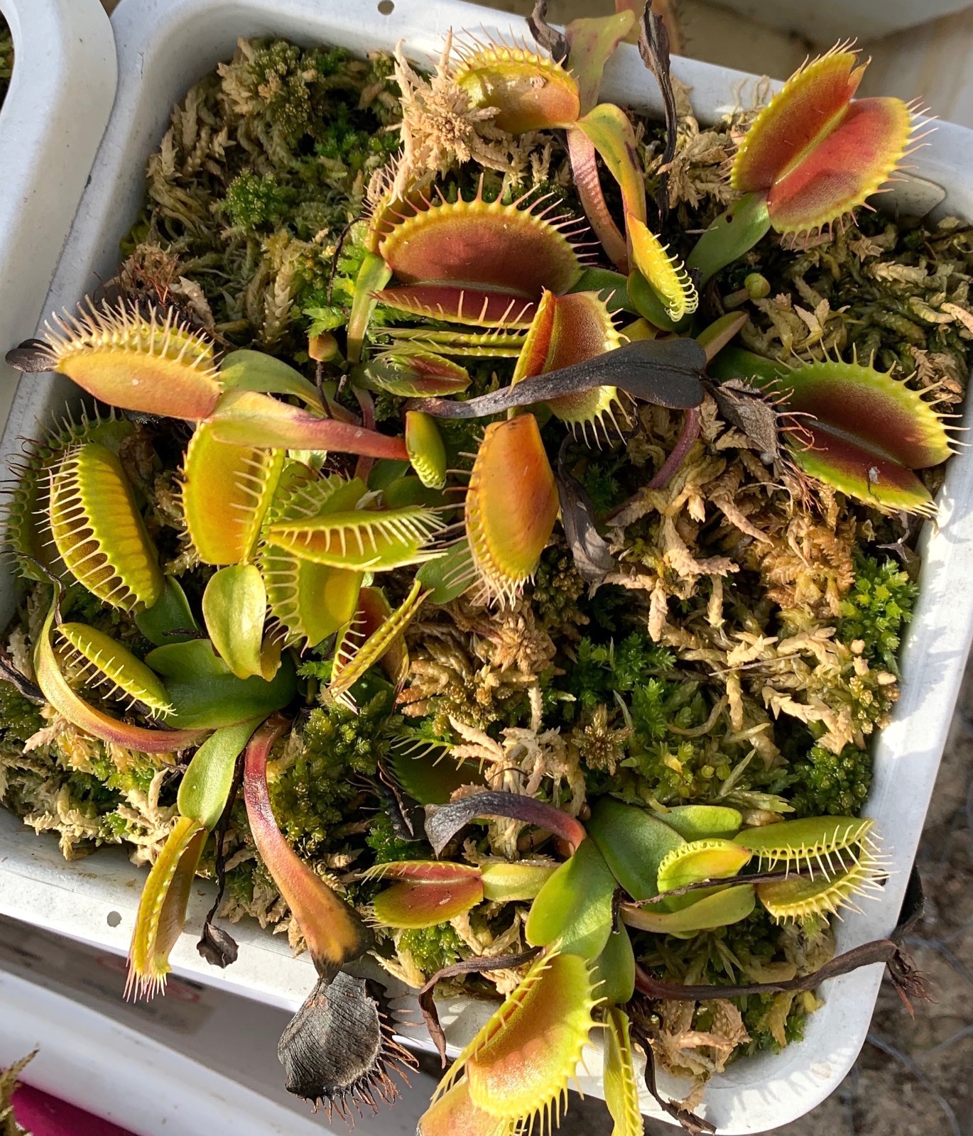 G17 “Megatraps” Venus Flytrap -Big Traps! – Live Carnivorous Plant BARE ROOT