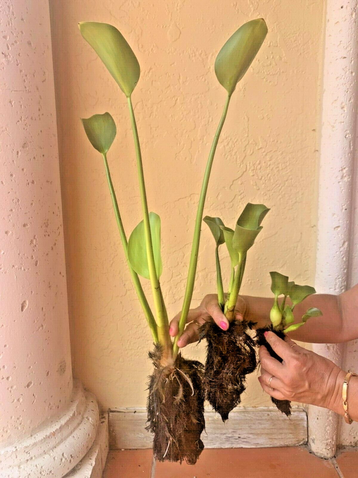 Water Hyacinth Floating 6 XXL 24″ Plants Koi Pond Fish Aquatic Filtration