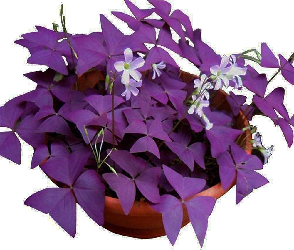 12 Heirloom Purple Shamrocks Bulbs – Easy to Grow for Beginners & Garden Lovers