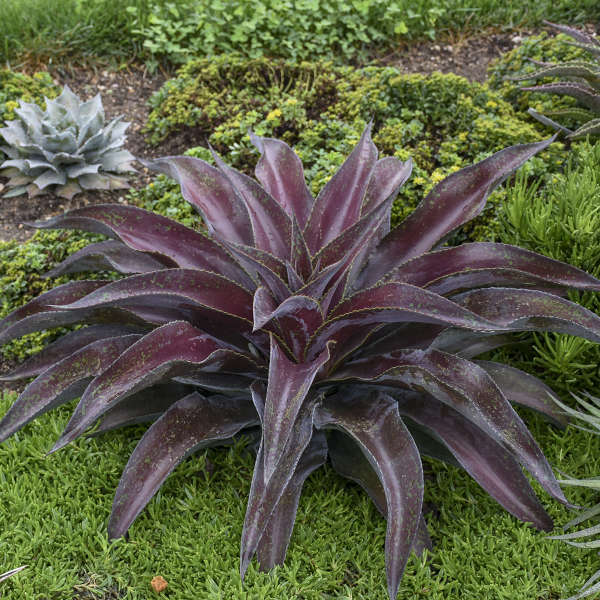 Mission to Mars Mangave STARTER Plant Agave/Manfreda Hybrid Great COLORS 3″+