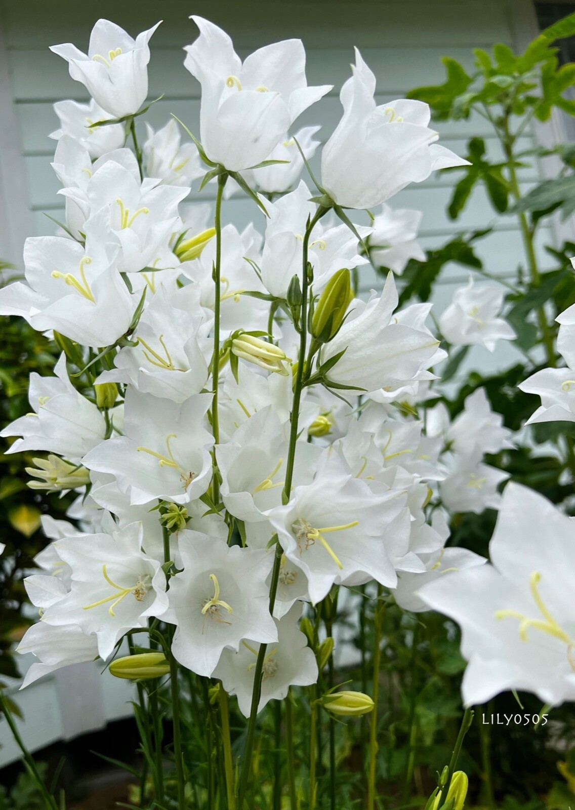 White Bellflower Campanula Persicifolia Perennial Plants Lot 5, Free Shipping