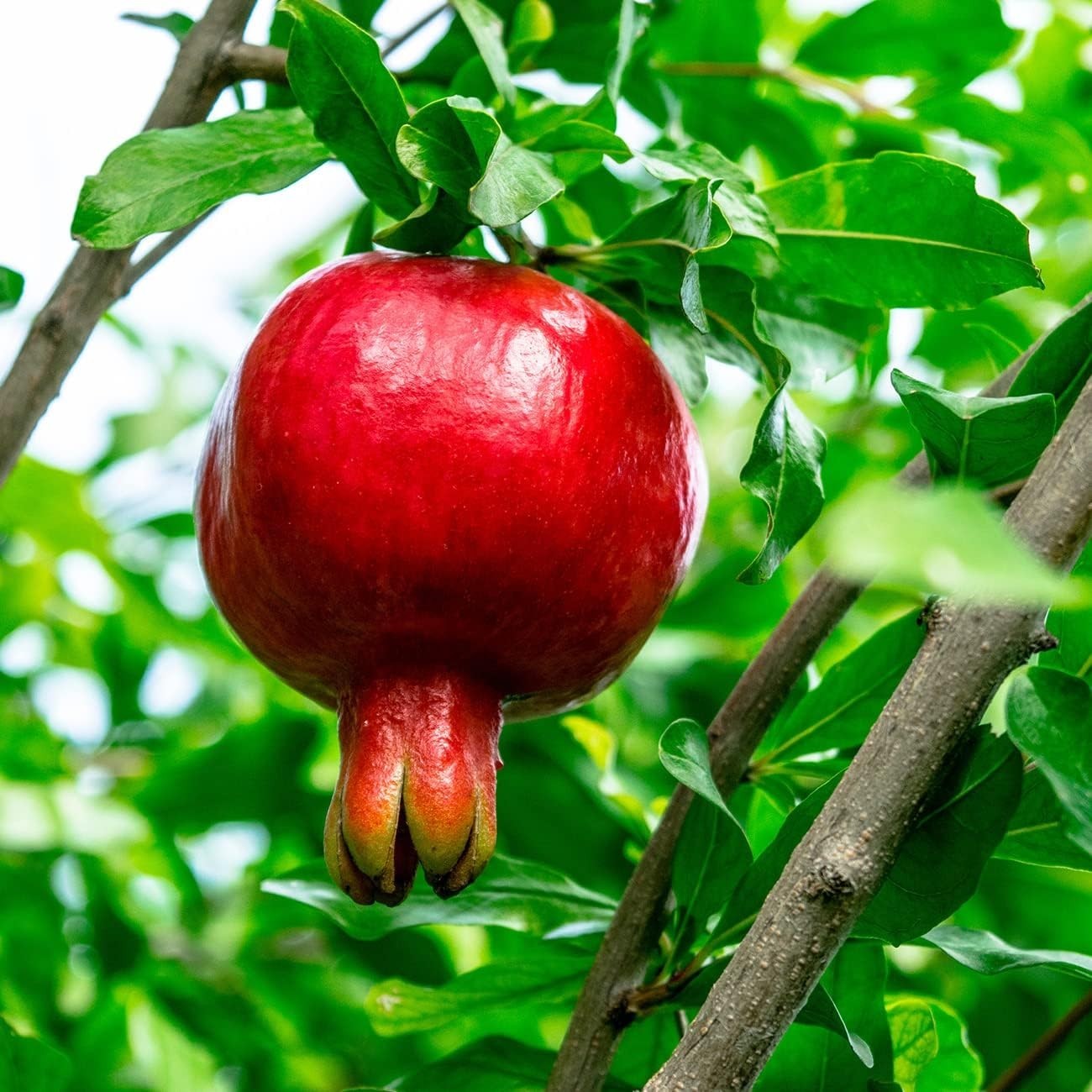 Exotic Russian Pomegranate Dwarf Tree: Cold Hardy with Air Purification Benefits