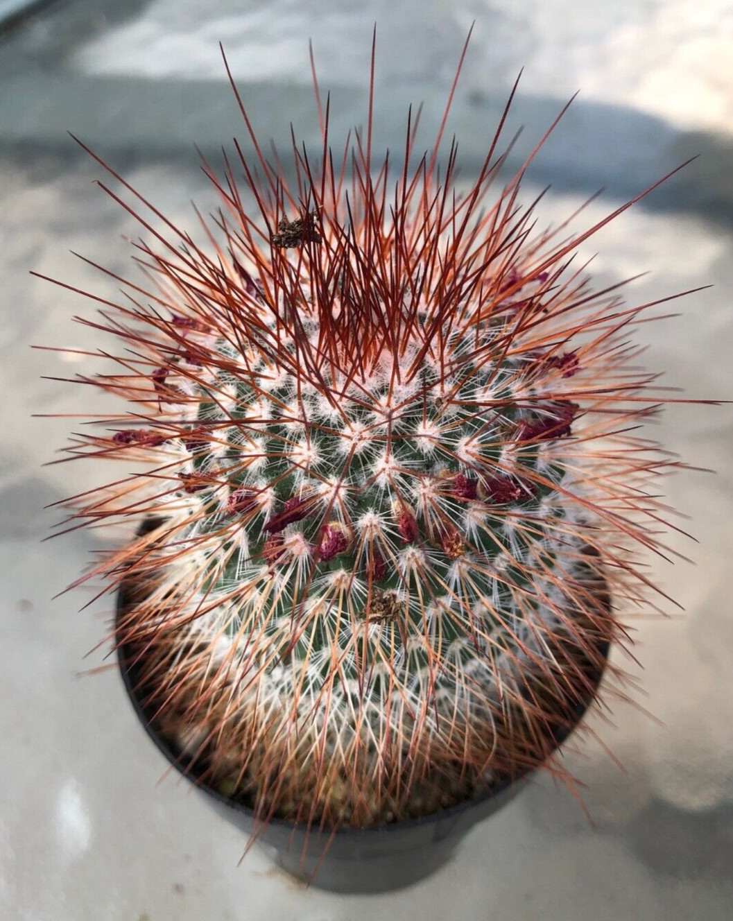Mammillaria Spinosissima ‘Irishman’, Comes in a 2.5″ Pot