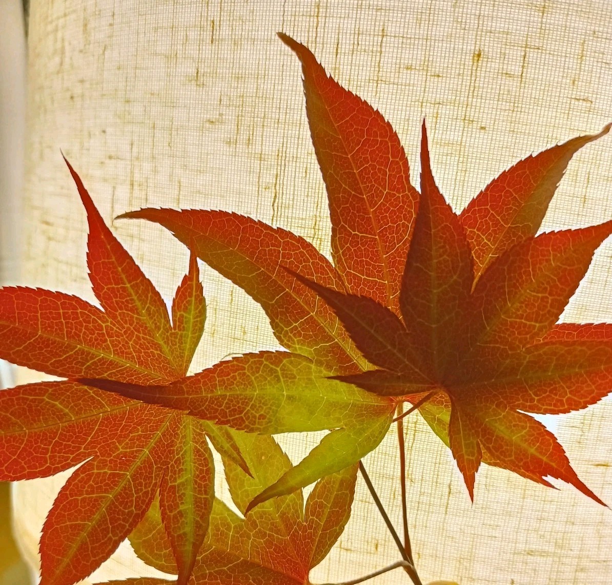 Japanese (Red-Green-Red) Maple Acer Palmatum Six Stem CUTTINGS For Propagation