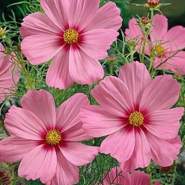 Gloria Cosmos Seeds | 100 – 2,000 Seeds | Non-GMO | Free Shipping | 1224