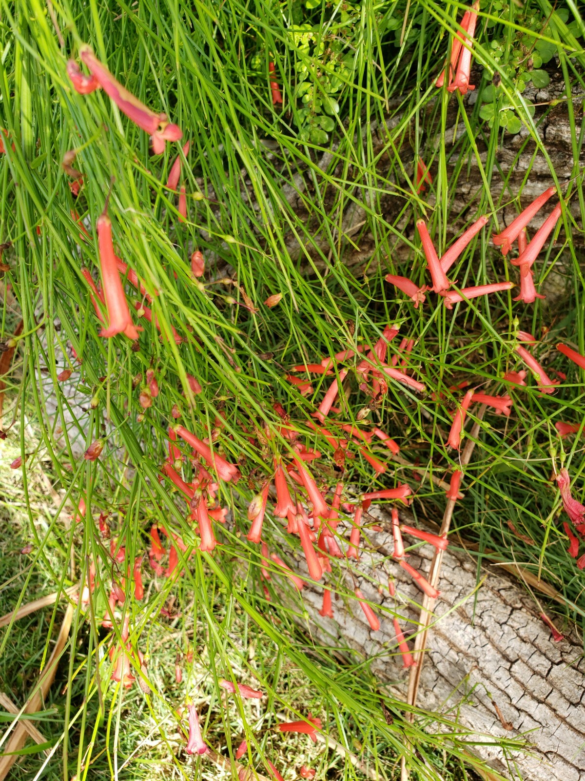 FIRECRACKER FERN Red Flowers Bush Low full green Ground Cover – 10 Cuttings