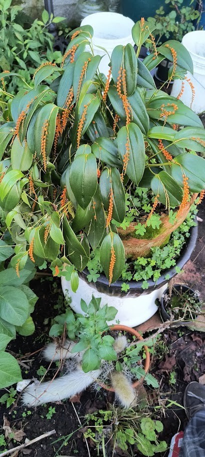 Pleurothallis truncata orchid, Rare orchid in pot blooming stage