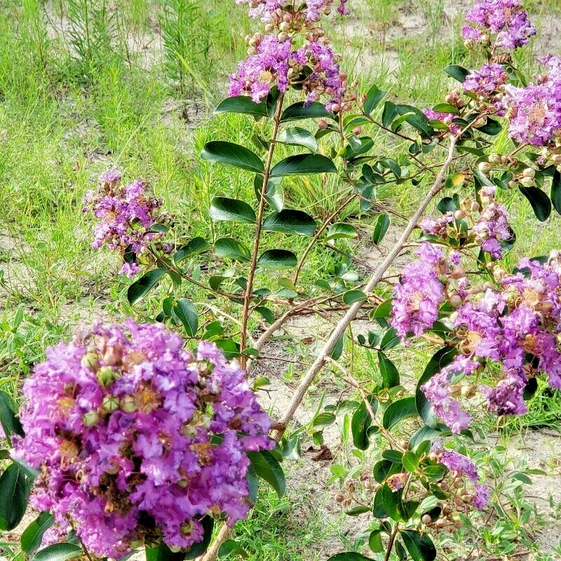 25 POWHATAN CREPE MYRTLE SEEDS – Lagerstroemia indica ‘Powhatan’