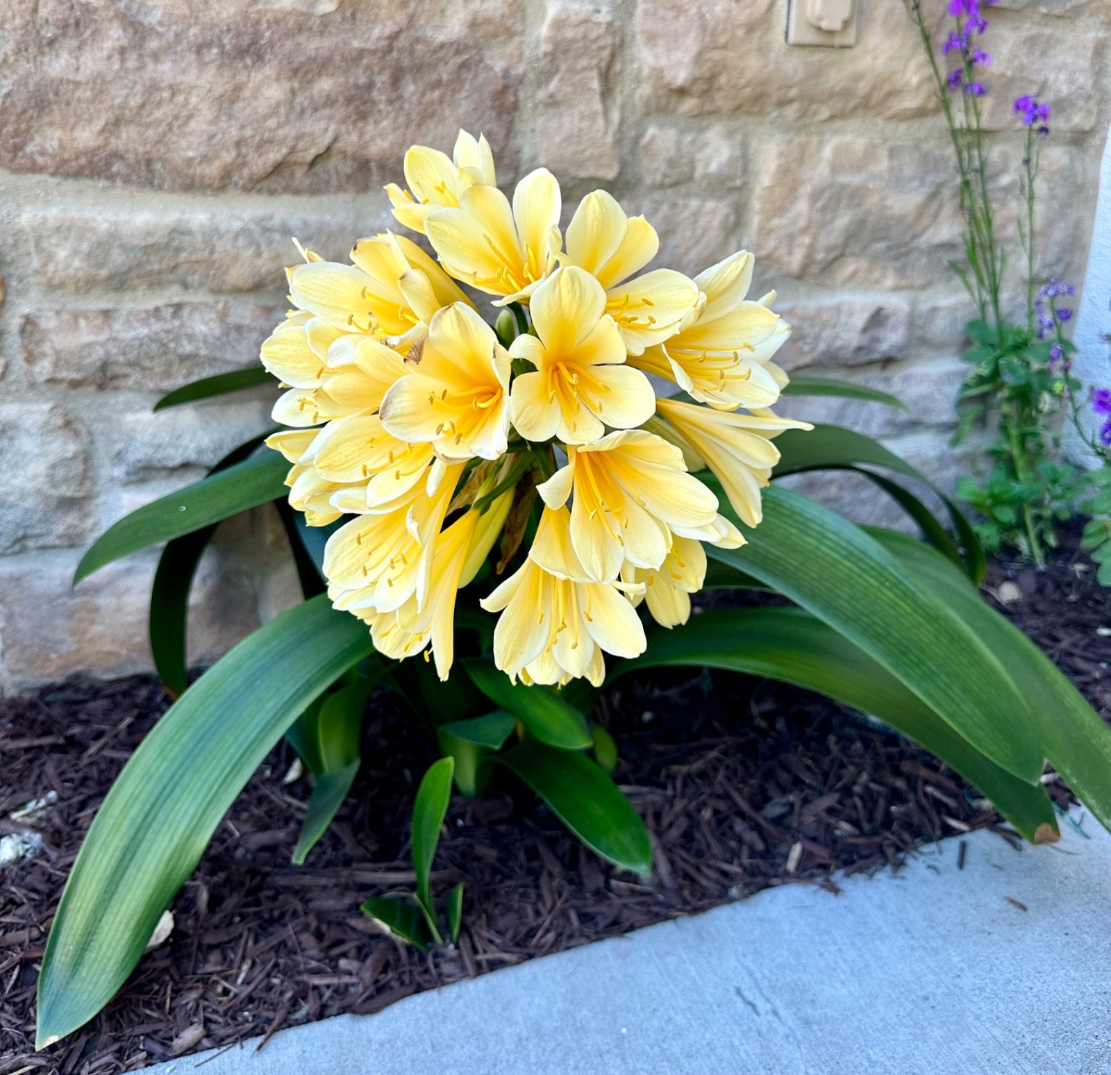 2 Large Mature, Yellow Clivia Miniata Bush Lily Plants, 13 Leaves Each Plant