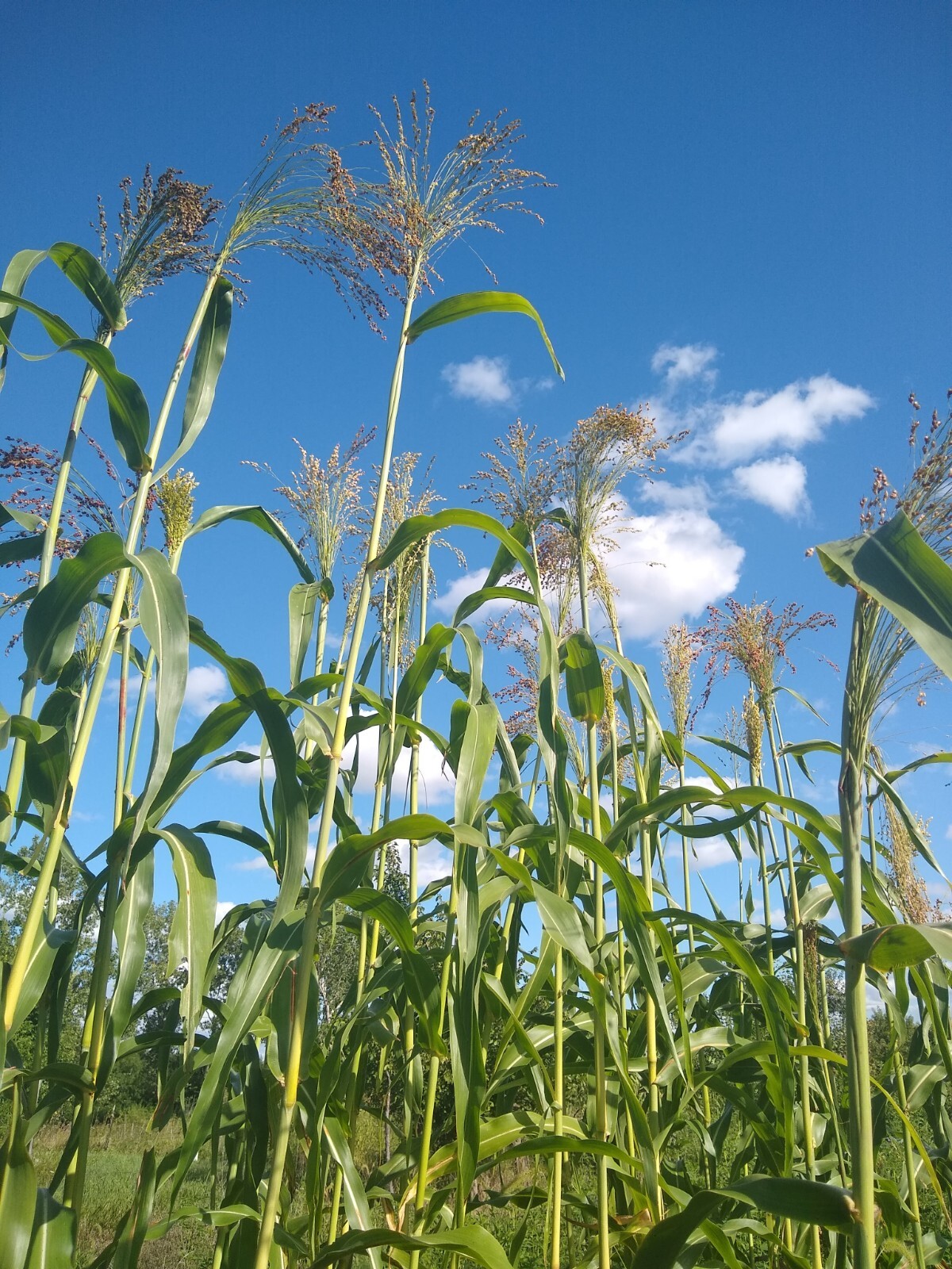 Broom Corn Seed ~ (Sorghum bicolor) ~ Heirloom ~ Multicolor ~