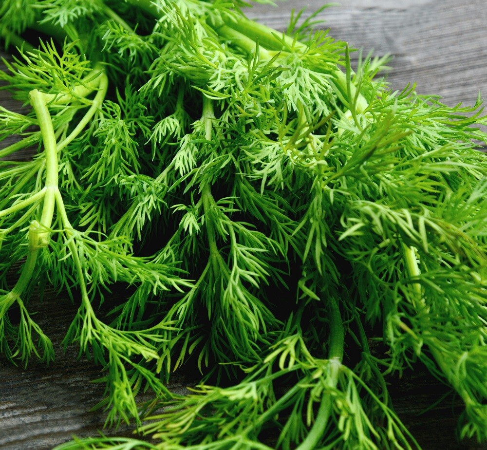 Mammoth Long Island Dill Seeds | Heirloom | Non-GMO | Fresh Garden Seeds