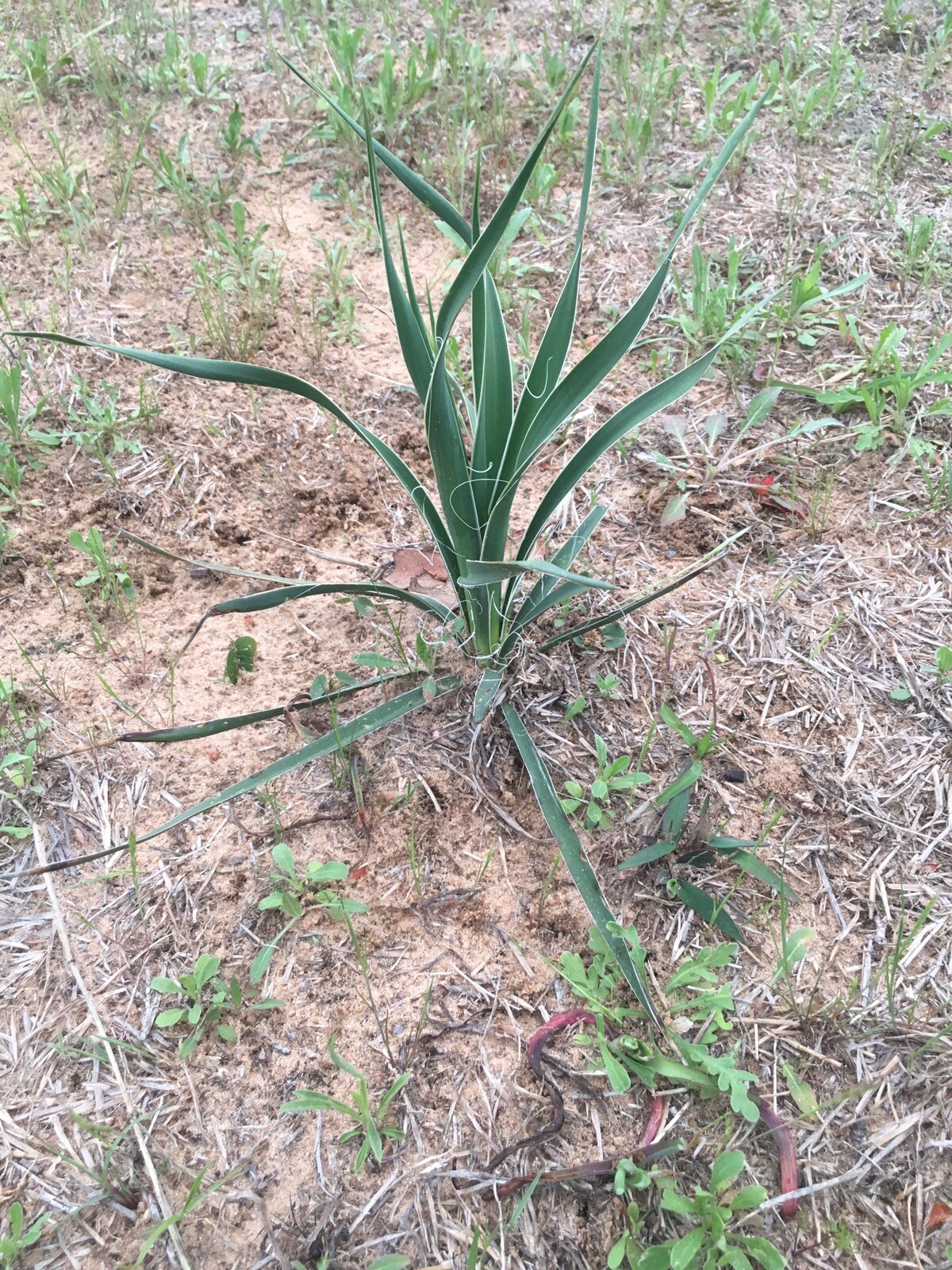 6 Yucca Plants 🌱 Starter Yuca Landscaping Adams Needle 8-10“ tall