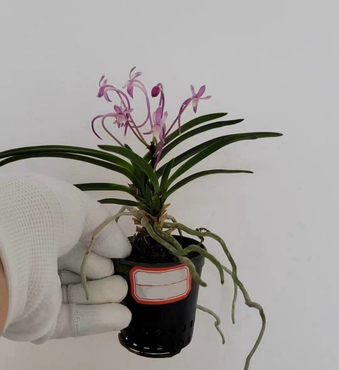 Vanda falcata ‘Cultivar Name’ Variegated Wind Orchid Exact Plant Budding