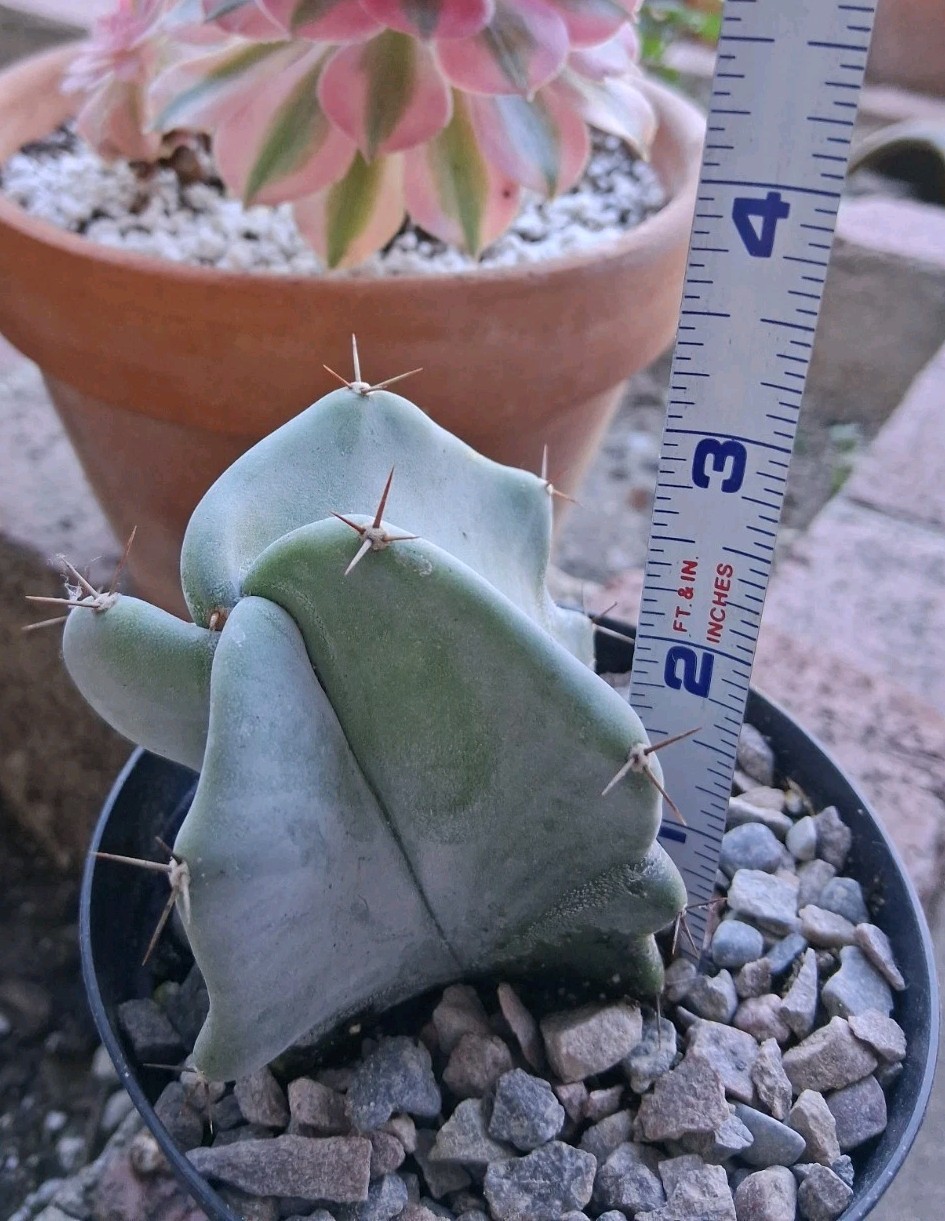 Stenocereus Pruinosis SPIRAL Gray Ghost Cactus Ships In A 4″ Pot!