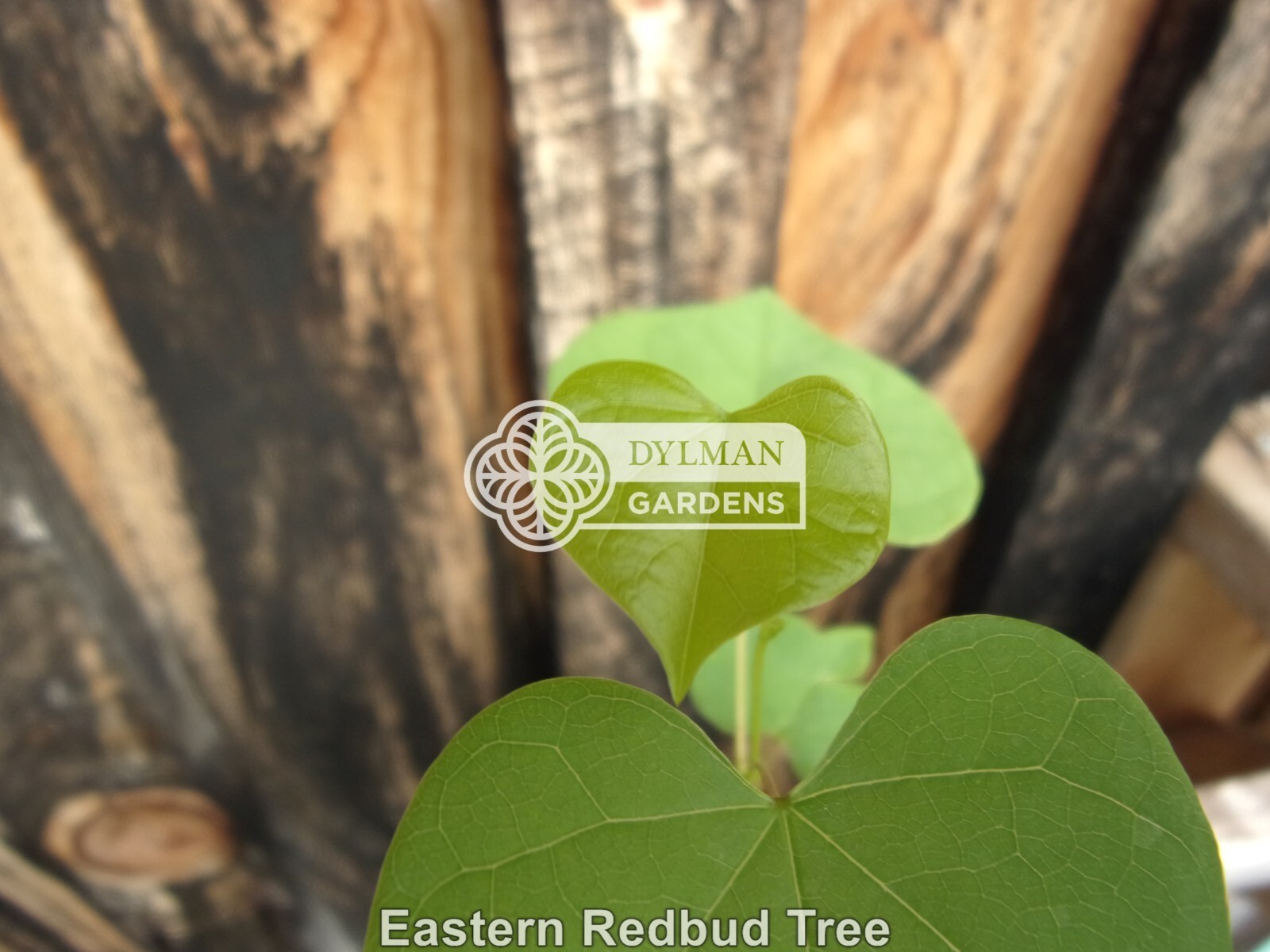 Eastern Redbud Tree (Cercis canadensis) – Pink Spring Blooms – Multiple Sizes