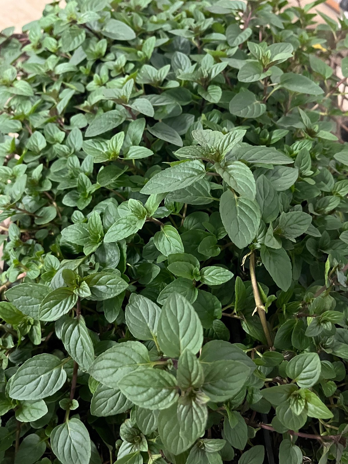 Peppermint (Mentha × piperita) in 4” in Pot