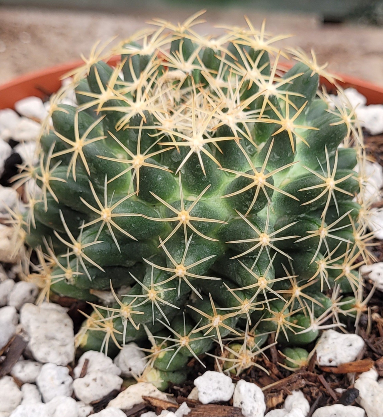 Escobaria Missouriensis “Missouri Foxtail Cactus” 2.5″ Wide – Bare Root