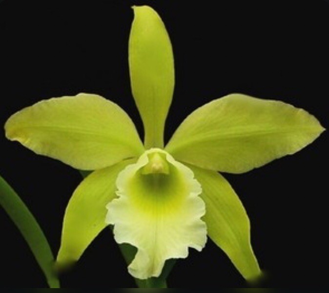 Rlc Everything Nice ‘Showtime’ Green White Fragrant Mericlone Orchid 2.5” Pot