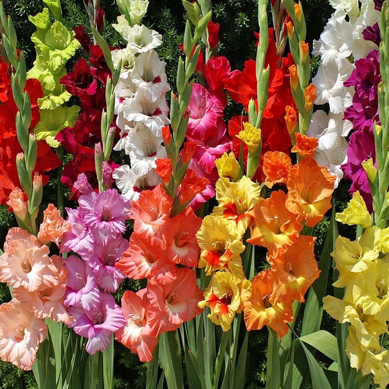 Special Mix Gladiolus Flower Bulbs – 75 Bulbs Assorted Colors – Make Grea