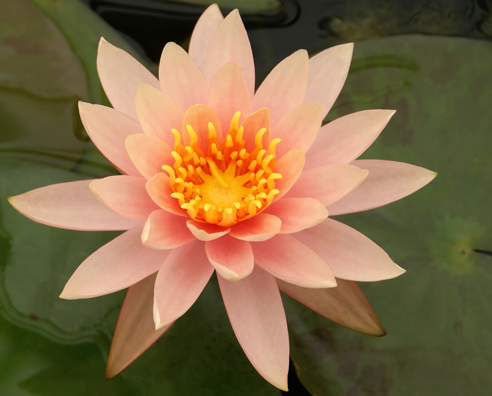 Asst Color Live Hardy Water Lily Tubers Aquatic Pond Plants Lilies