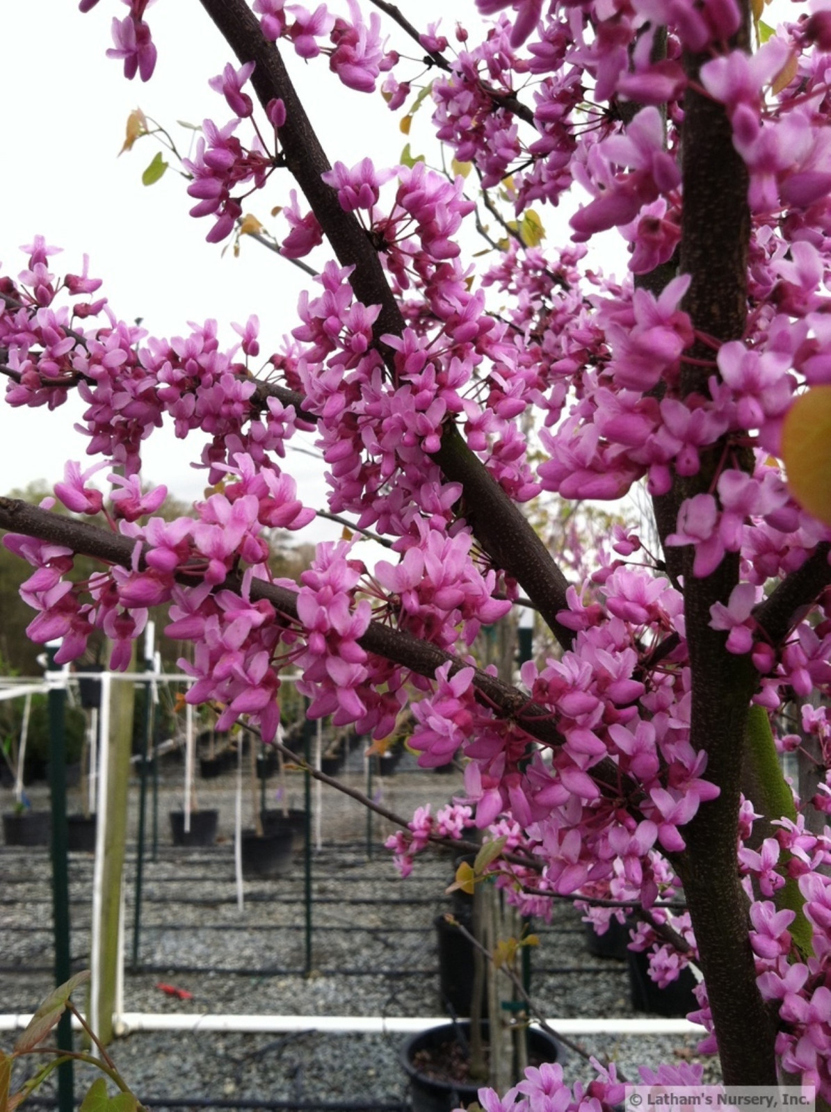 Eastern Redbud 2 year old tree (Cercis canadensis) plant 16-22″ tall