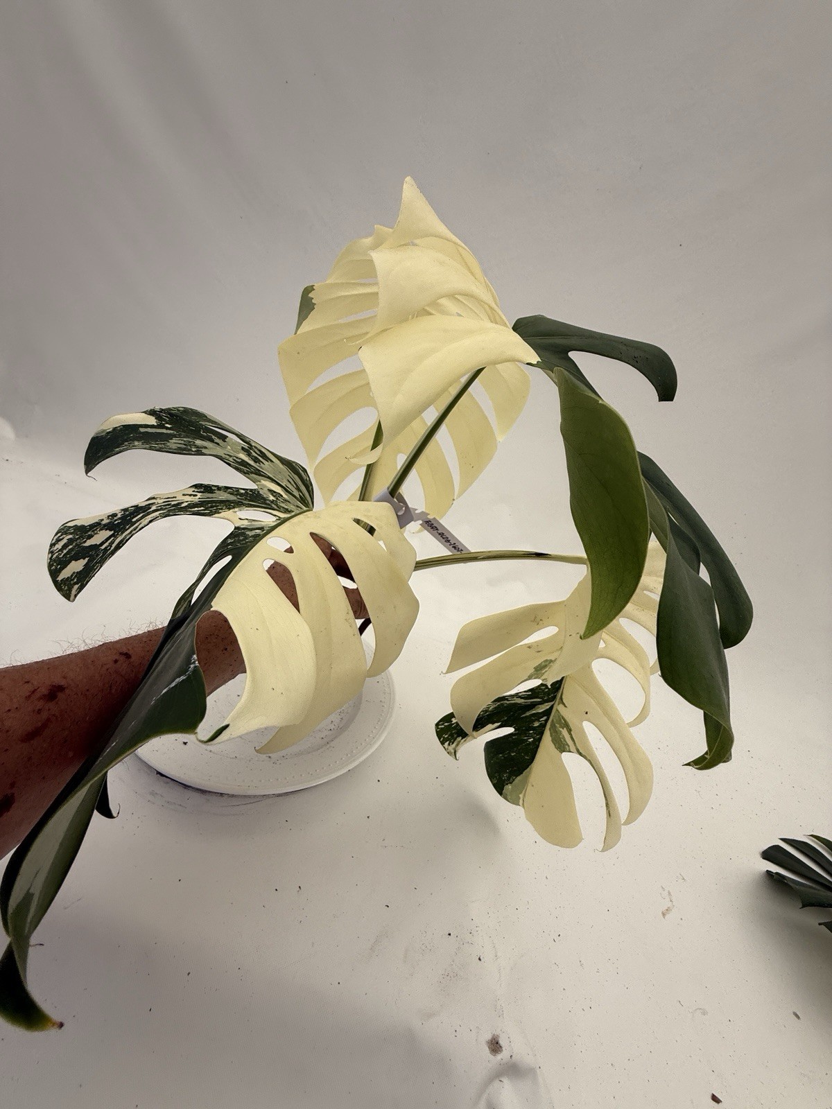 Monstera Albo top cutting EBAY-2607-001