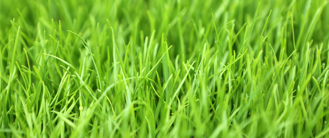 10 LBS Winter Rye Seed – Cover Crop, Food Plot Deer, Wildlife, Garden Cover Crop