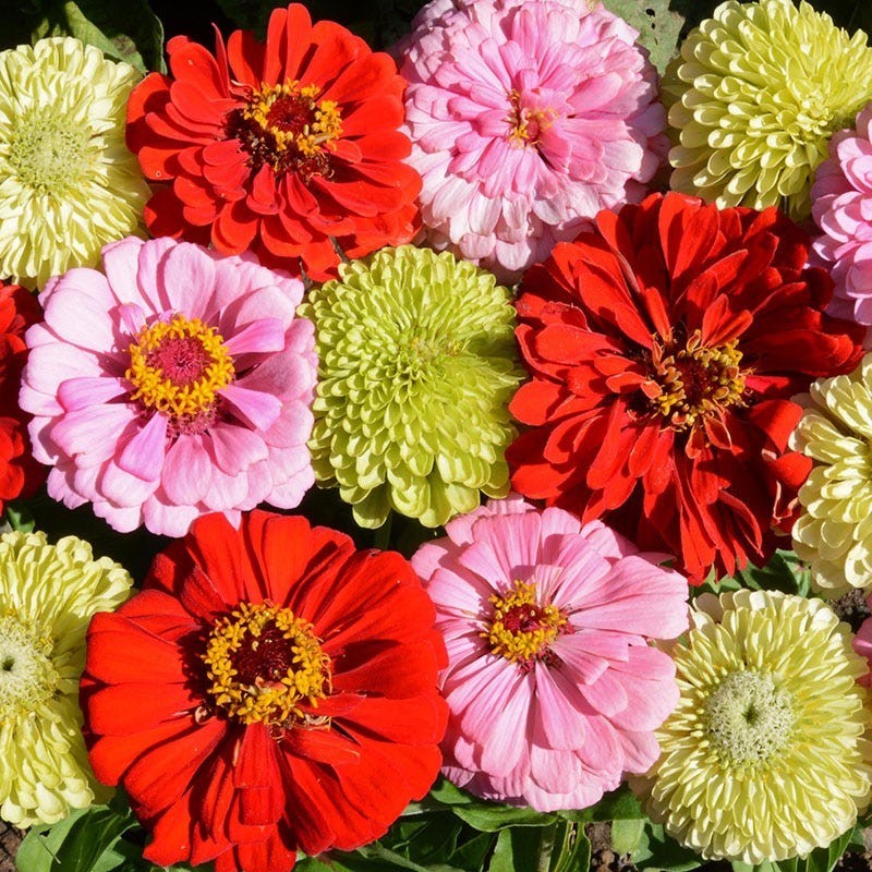 100 Pink Lemonade Zinnia Seeds Mix. Organic. USA Seeds. Ships free