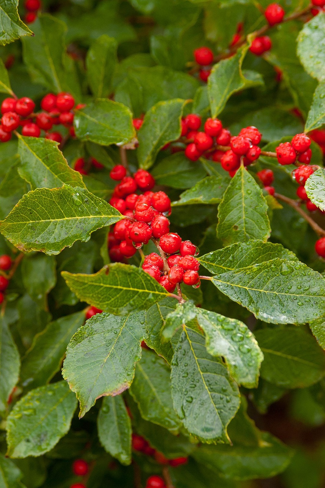 Green Promise Farms First Editions – Ilex Verticillata Wildfire Winterberry