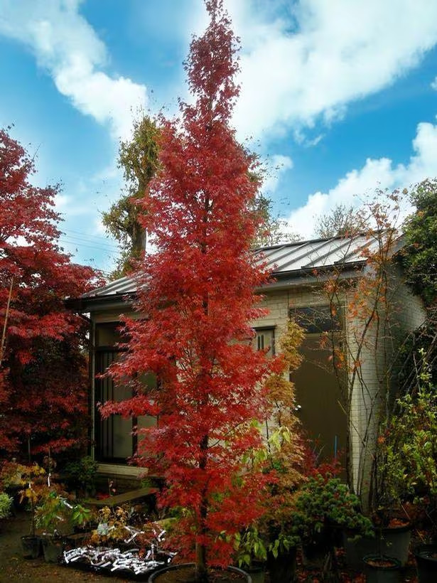 Acer palmatum ‘Tsukasa Silhouette’ #1 Container Size