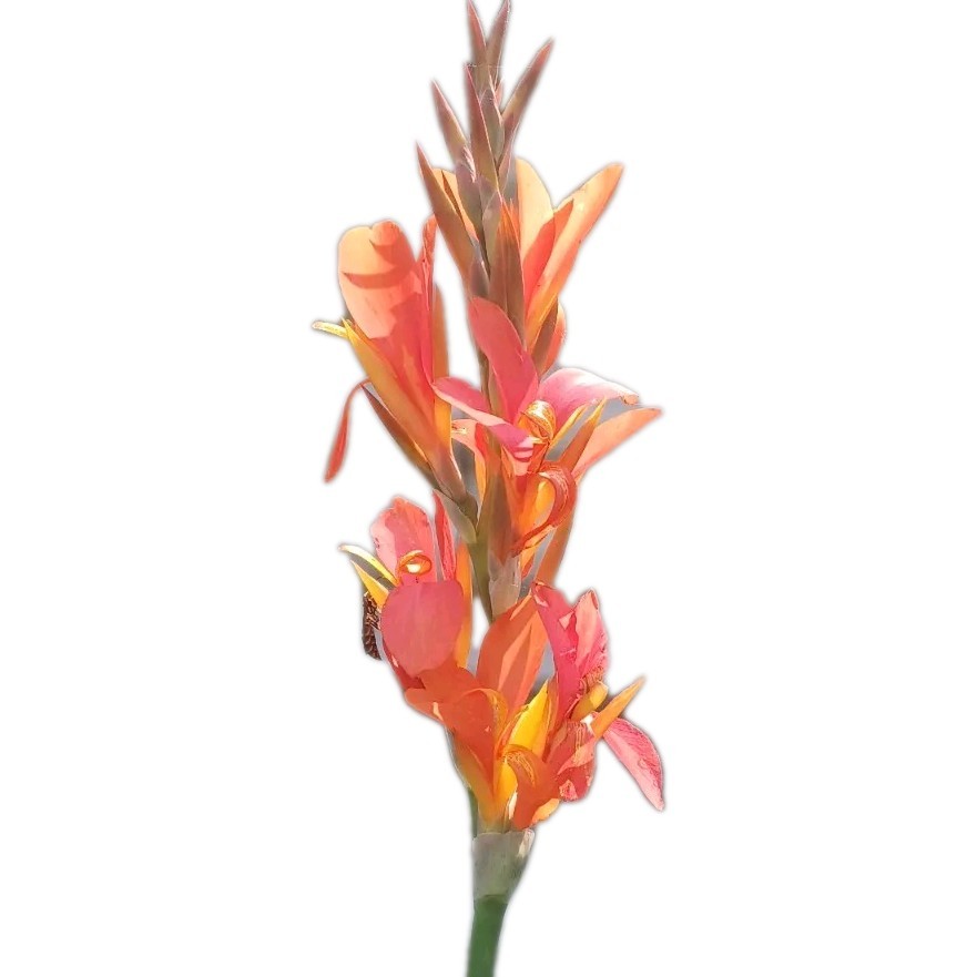 Orange Canna Lily Bulbs. (3 Bulbos de coyoles anaranjados (3) green leaf