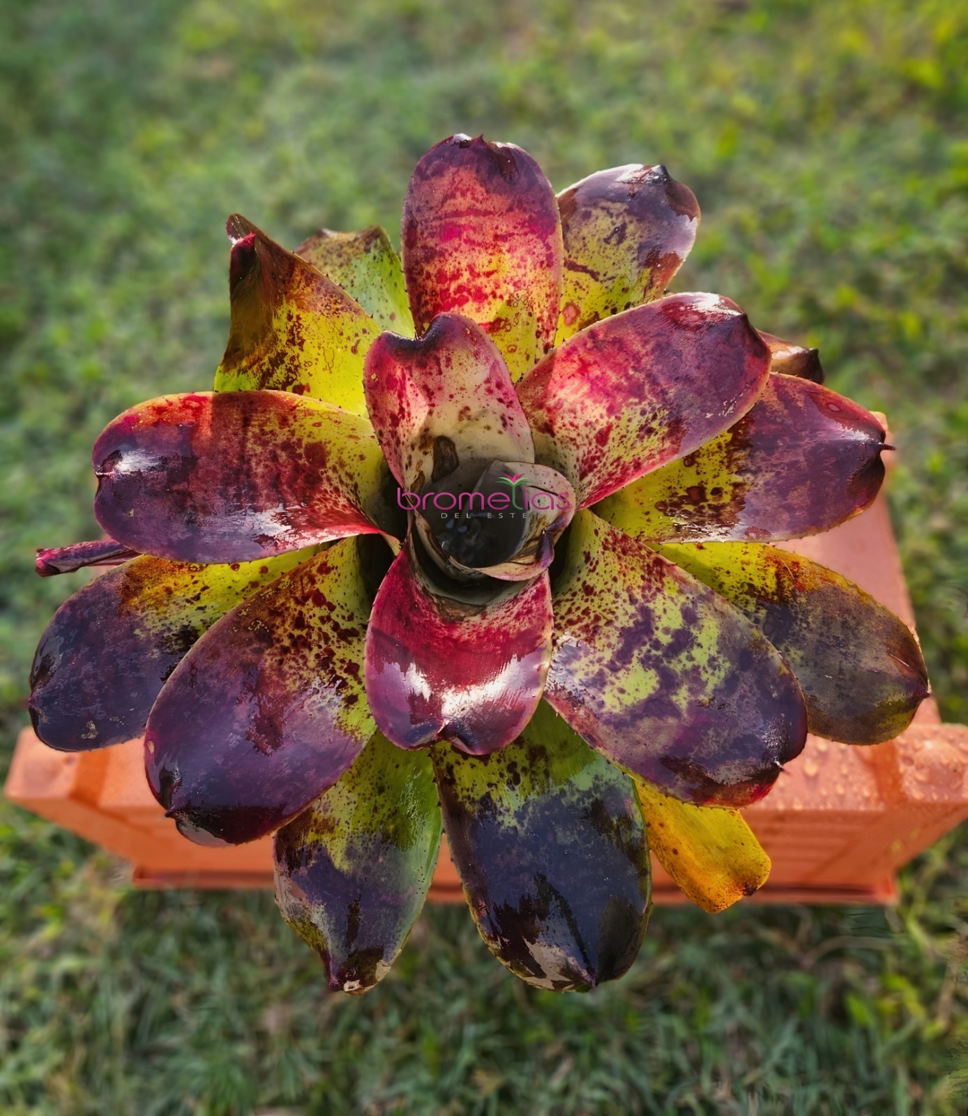 Neoregelia NOID Bromeliad Rare Burgundy Mottled @Bromelias del Este