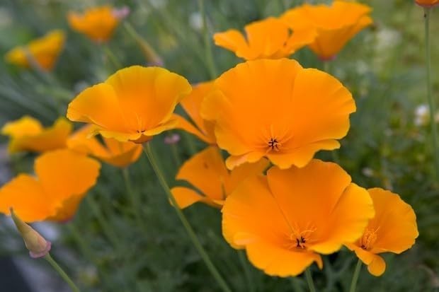 Bright Orange California Poppy Seeds – 100 Count for Spring/Summer Blooms