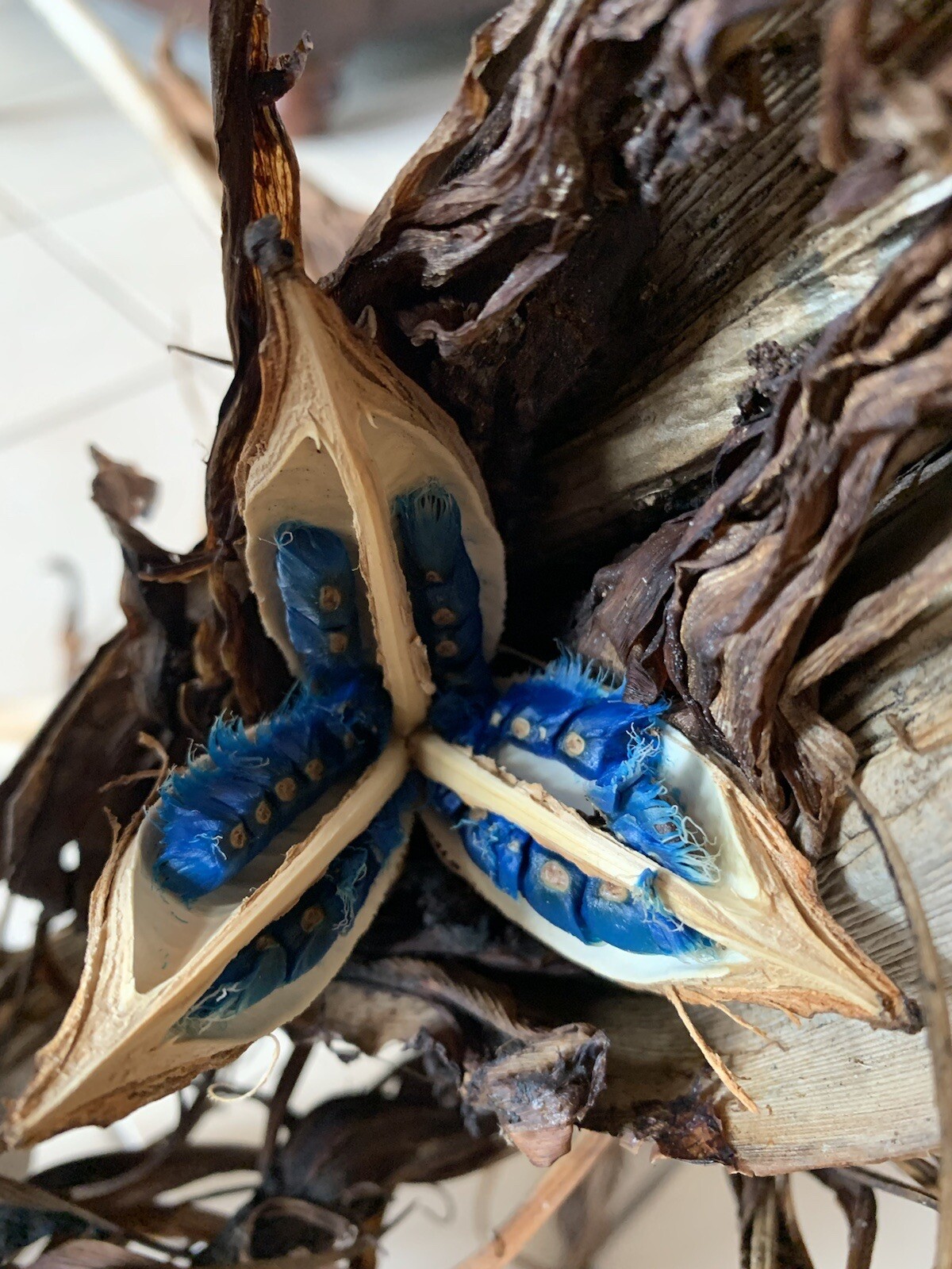 100 Fresh Traveler’s Palm Seeds