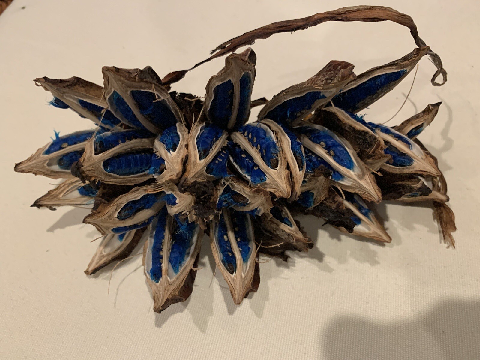100 Fresh Traveler’s Palm Seeds