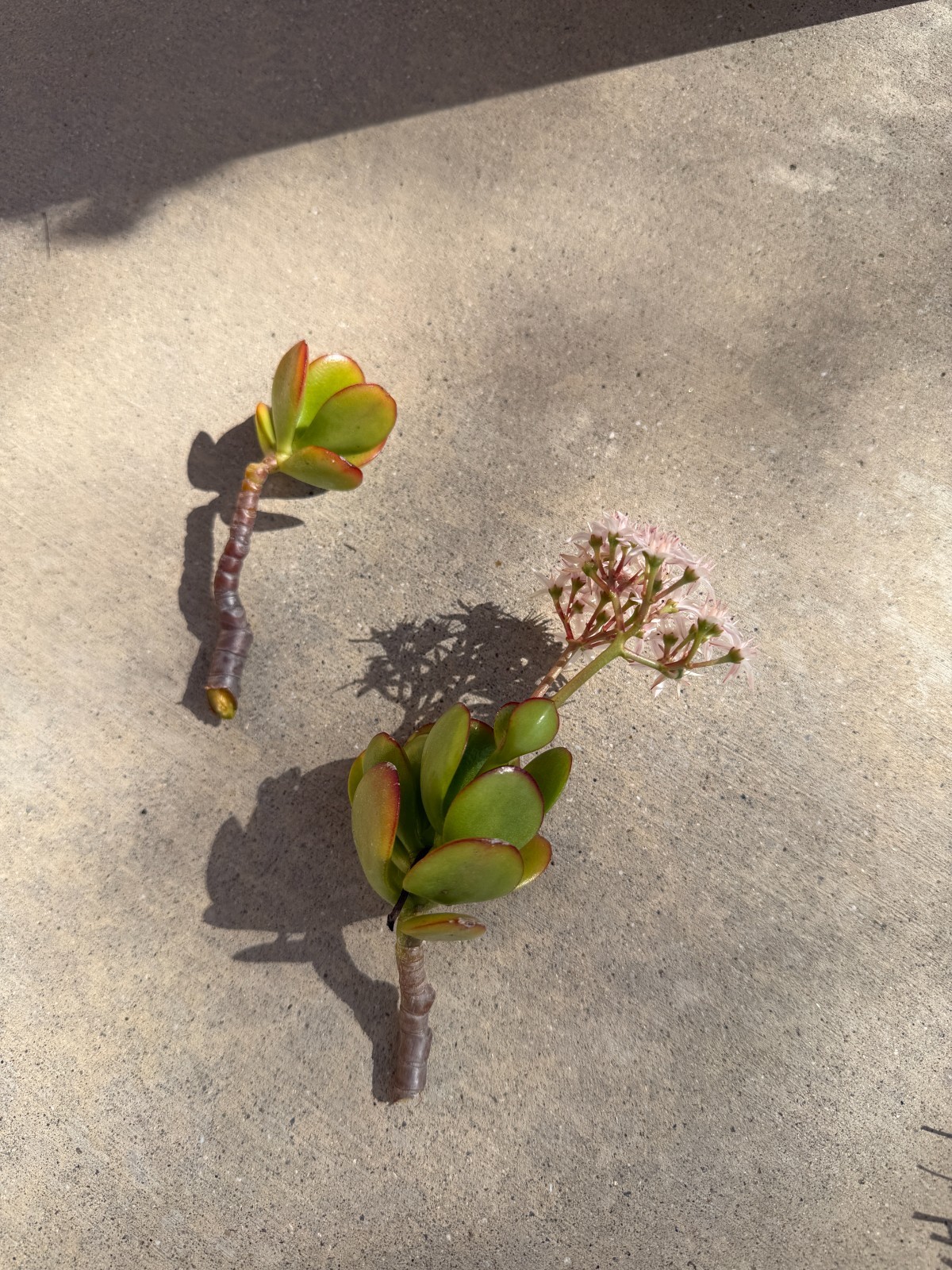 6 JADE plant cuttings succulent 4+ inches