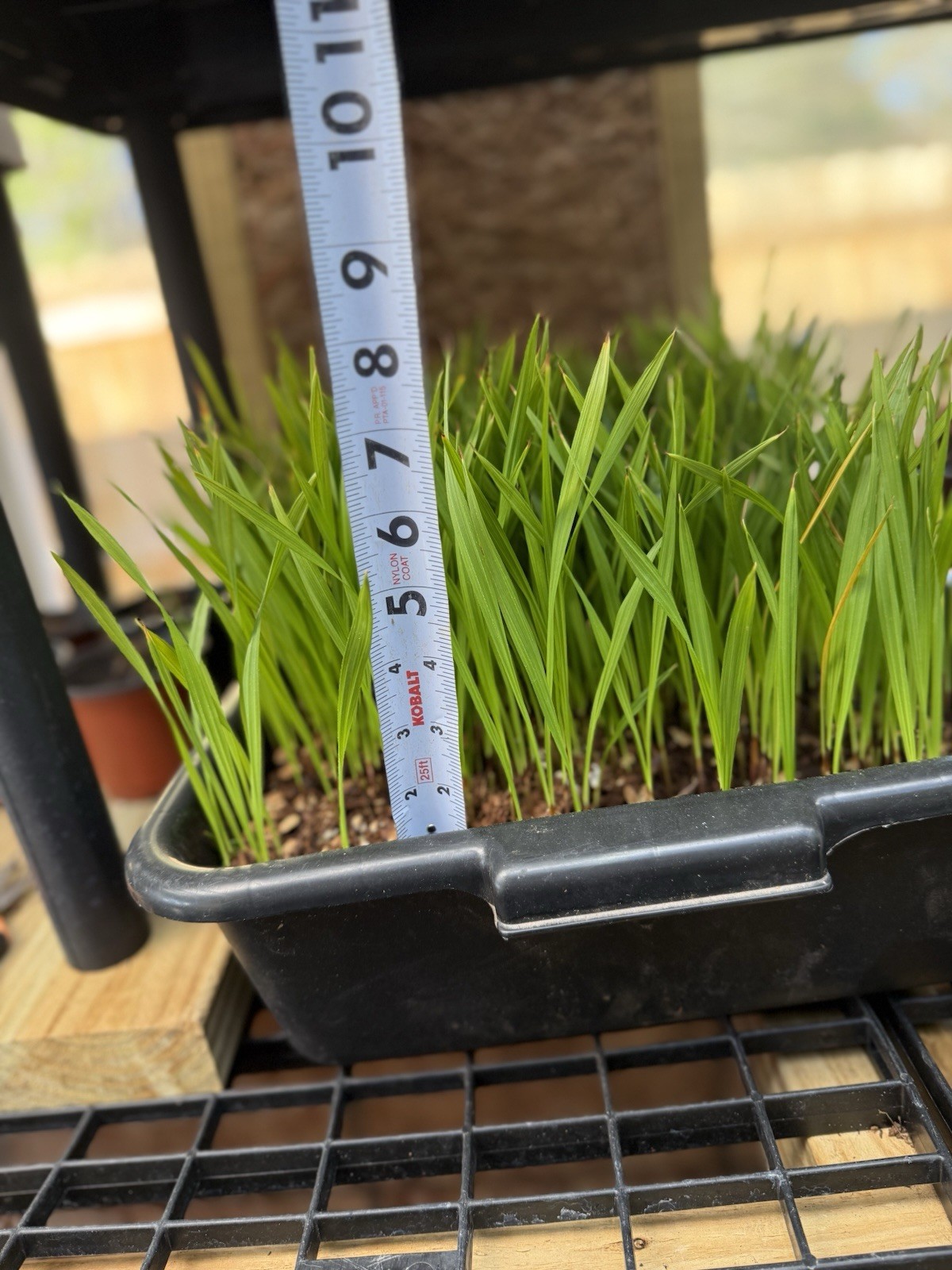 50 Mexican Fan Palm Tree Seedlings 5-8” Washingtonia Robusta