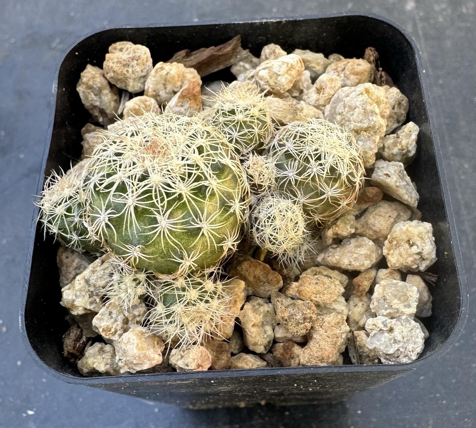 Discocactus Buenekeri RARE Cactus Plant Own Roots