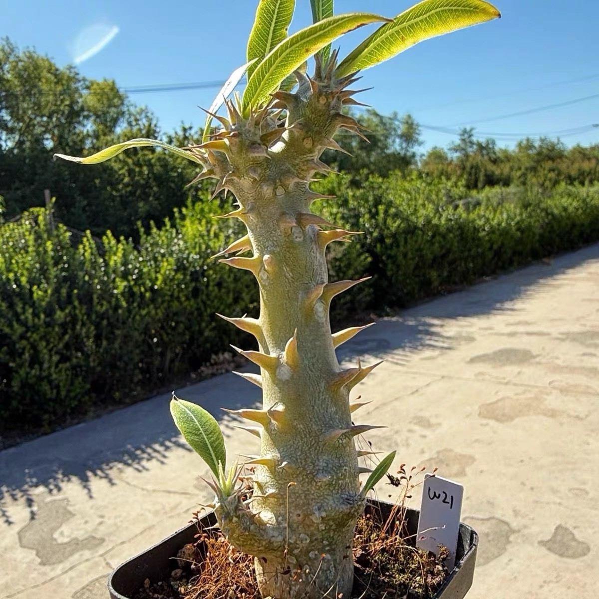Pachypodium densiflorum Rare Caudex Succulent Exact Plant