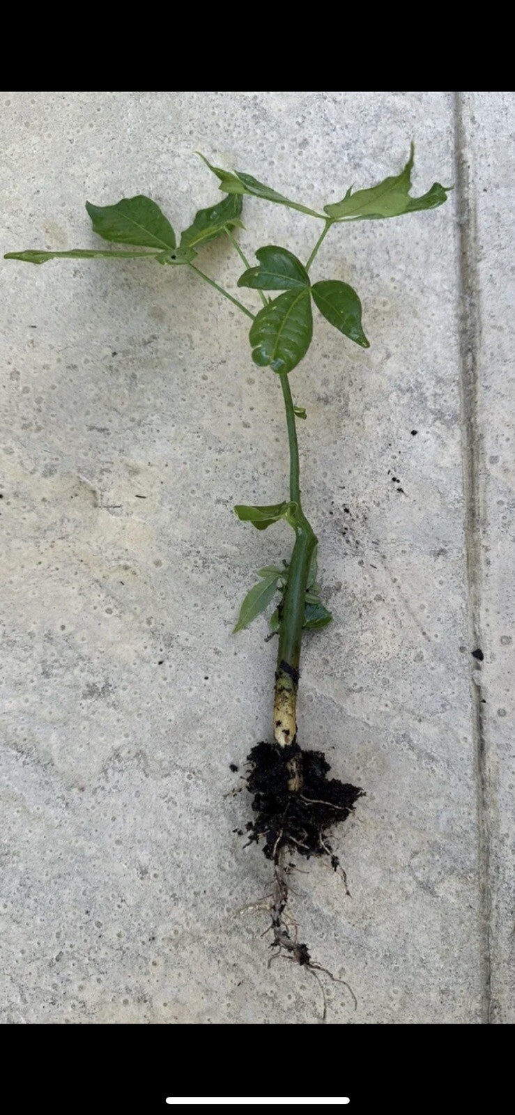 1 Money Tree Plant. 12-15 Inches Or More. Not The Same As In The Image.
