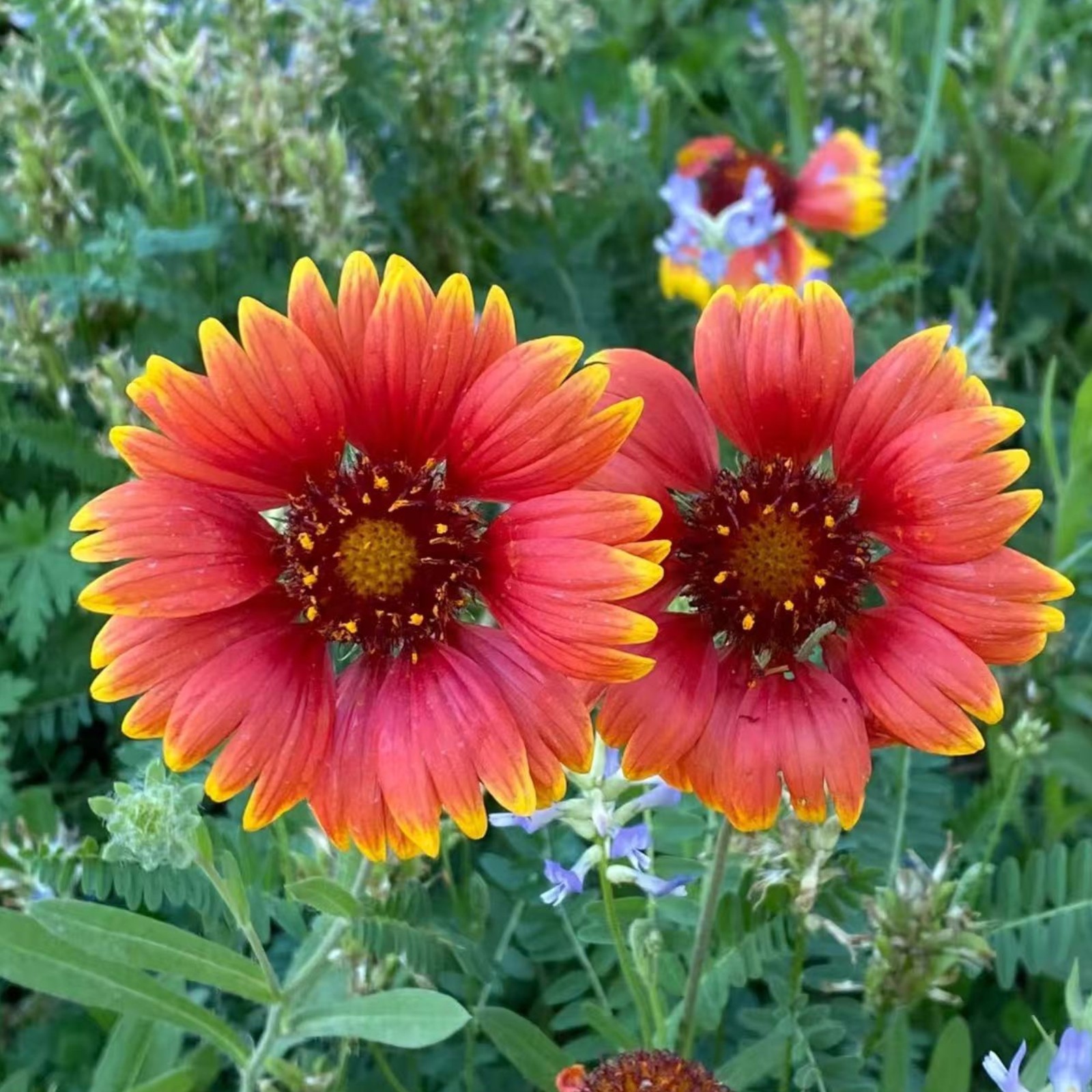 100 Gaillardia Flower Seeds – Bright Blanket Flowers for Vibrant Summer Blooms