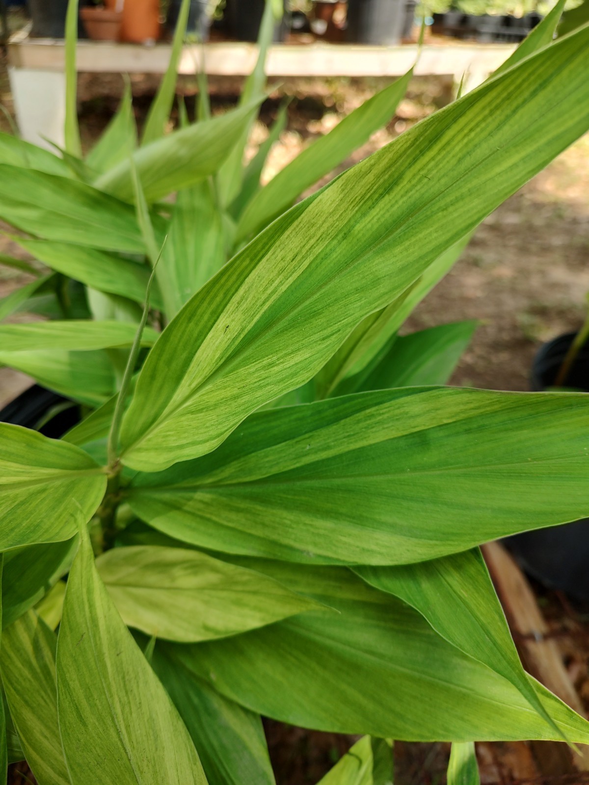Zingiber Mioga ‘Silver Arrow’ (Variegated)/Variegated Ginger