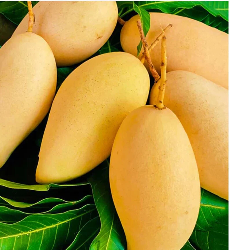 Grafted Mango (Mangifera ) Nam Doc Mai Live Fruit Tree (1-2 ft) Indica