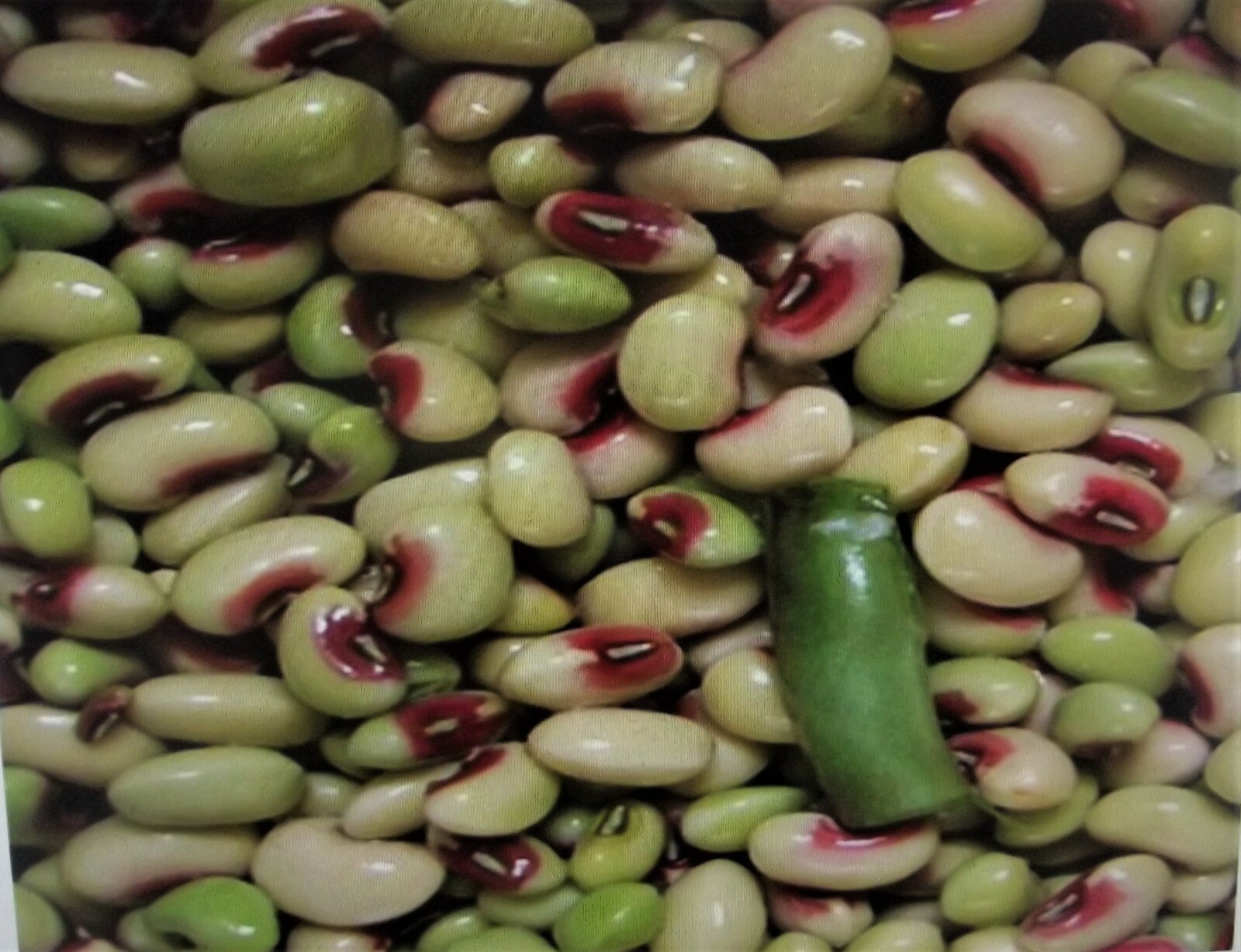 Mississippi Pinkeye 2 Purple Hull Peas Cowpeas Benefits St. Jude