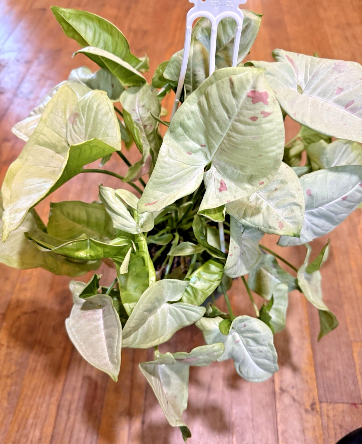 Syngonium Milk Confetti Plant Cutting Rooting in Moss Cut From Mature Mom Plant