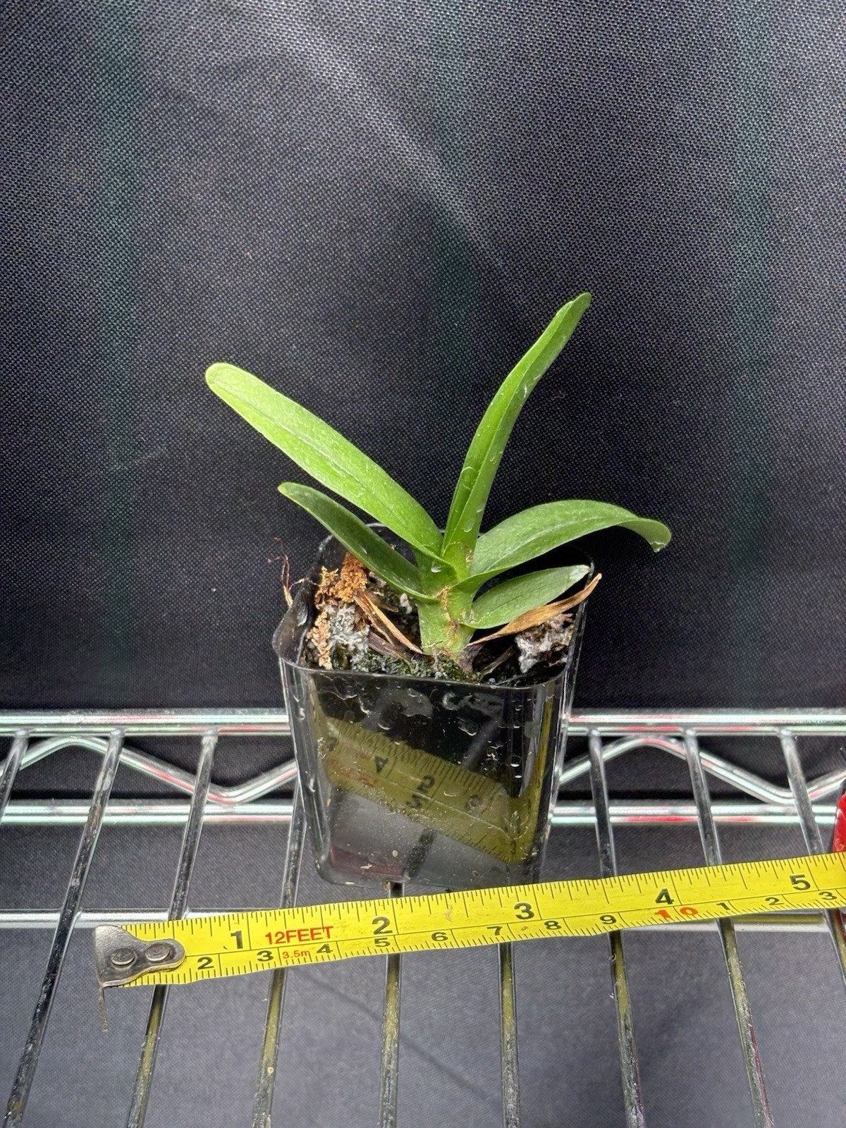 Aeranthes ramosa species orchid seed grown plant